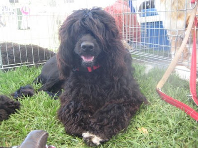 Portuguese Water Dog