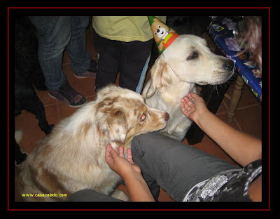 Golden Retriever Dog Party