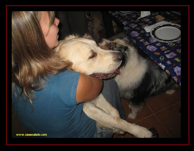 Golden Retriever Dog Party