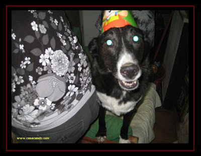 Golden Retriever Dog Party