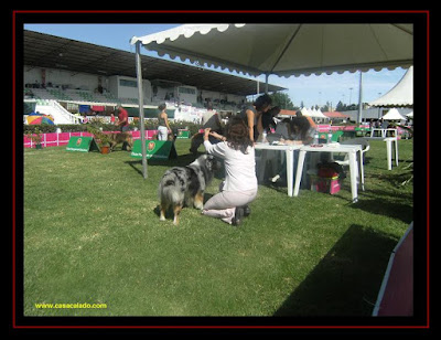 australian shepherd in lisbon dog show