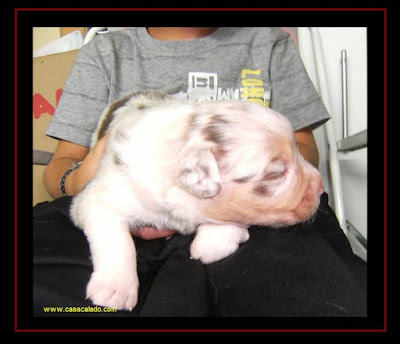 australian shepherd puppies with 15 days