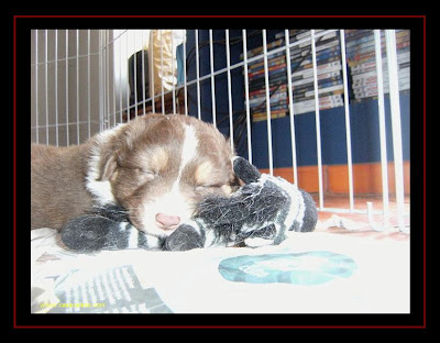 baby dreams