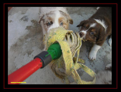 australian shepherd puppies with 6 weeks