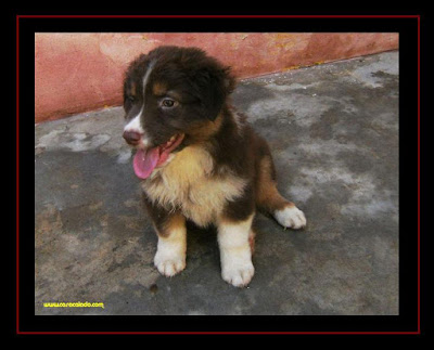 australian shepherd puppies 7 weeks