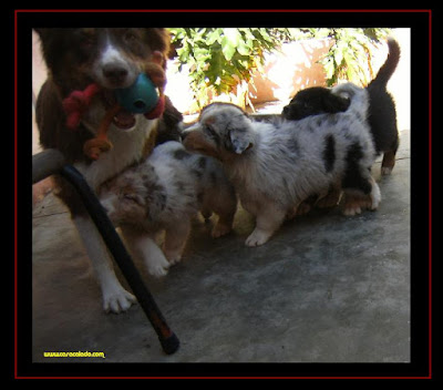 australian shepherd puppies 7 weeks