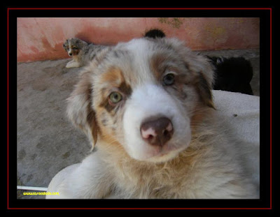 australian shepherd puppies 7 weeks