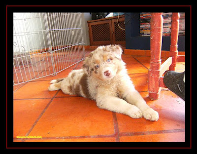 Australian Shepherd puppies 2 months