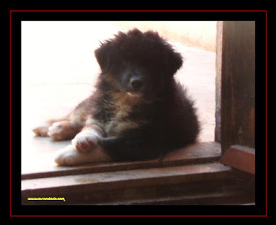 Australian Shepherd puppies 2 months