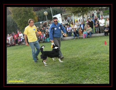 Pedro Araujo, Doggy Clube in Obedience
