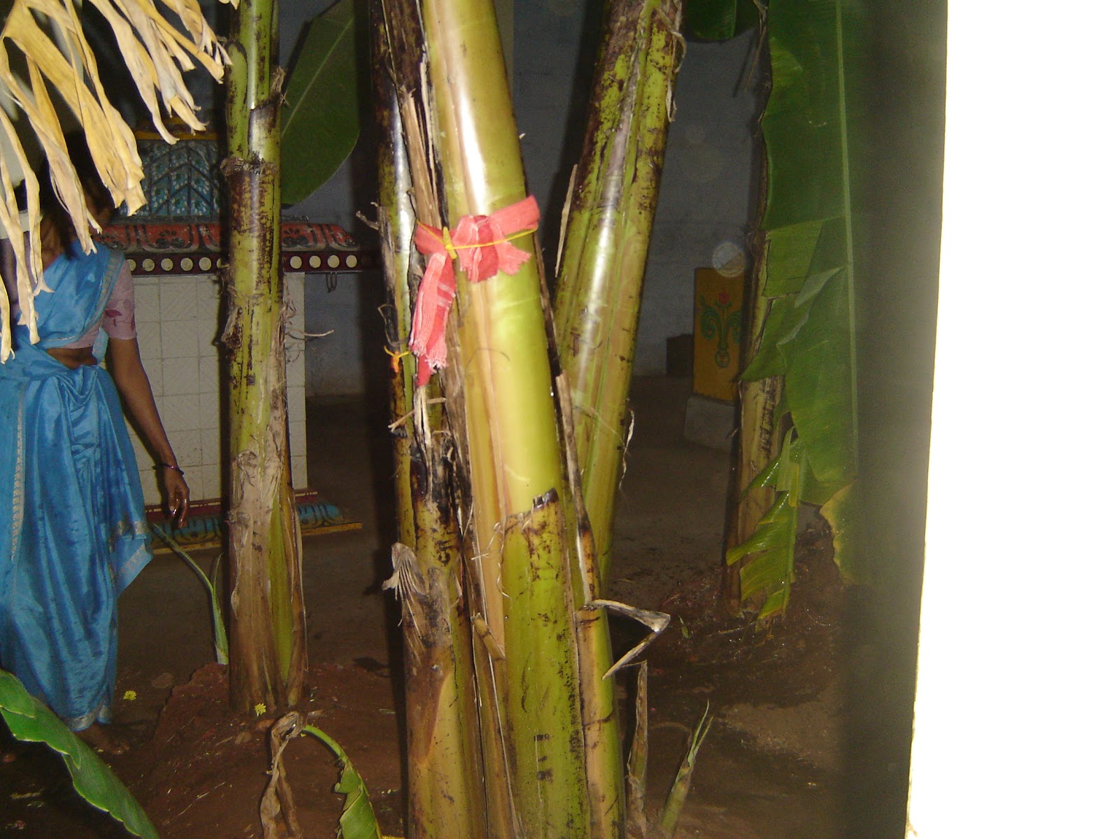 The Plantain trees at the temple