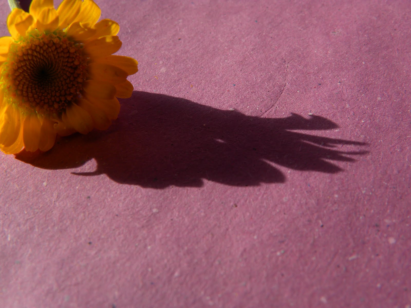 Blablabla Traduzioni Musicali Mary Star Of The Sea