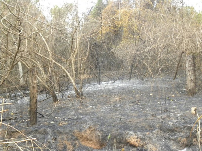 ainda destruição da natureza