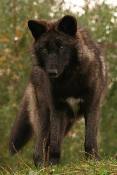 West River wolves- Alpha male and both Co-Alpha spots are available! - OPEN and looking for new members!-Auto-Accept unless i say otherwise Black_wolf_Quiloe+ref