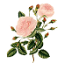 Aao dflowsm - Aao