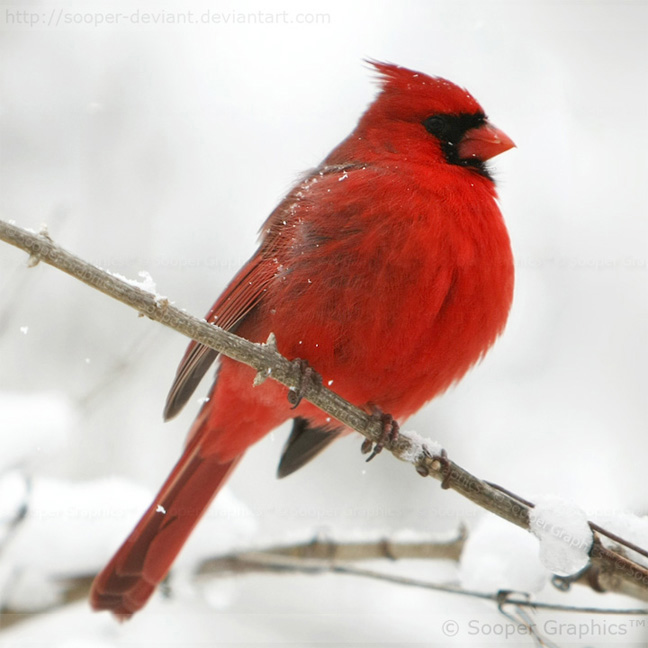 [Northern+Cardinal+0374+by+Sooper-Deviant.jpg]
