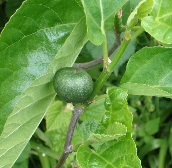 Figs Growing
