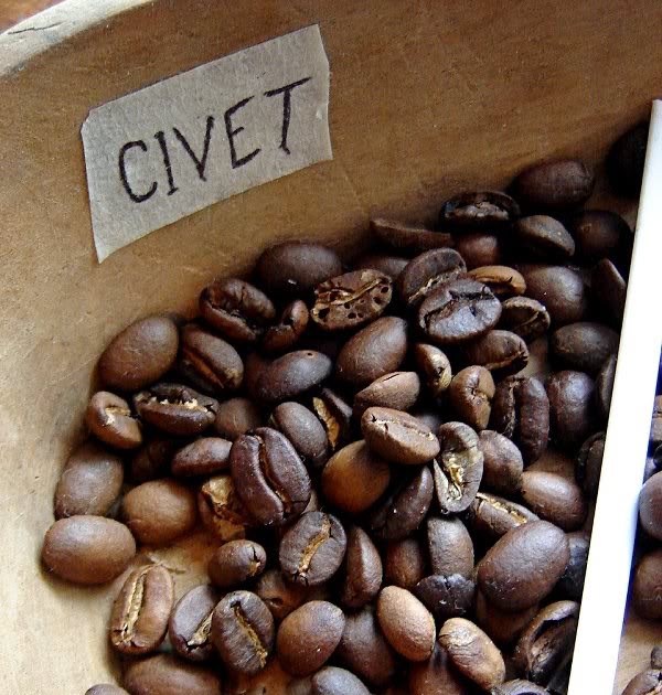 Mocha The 3m0 Civet Coffee/ Kopi Luwak