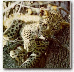 Cachorro de leopardo