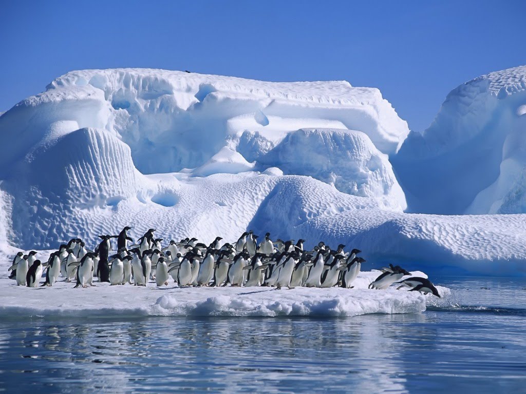 Fotografije životinja - Page 21 Pingvini-download-besplatne-pozadine-za-desktop-slike-zivotinje-facebook-twitter-zima-led-snijeg-mraz