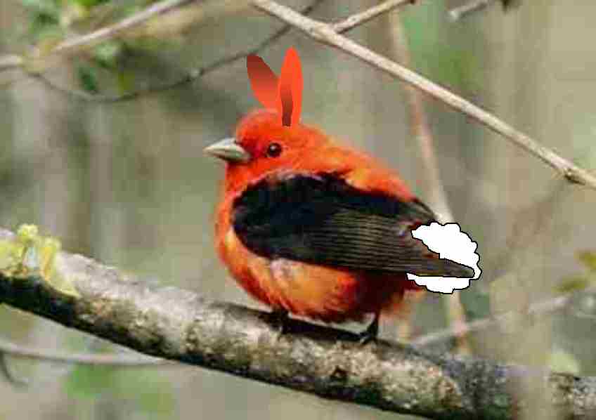 [easterbird.jpg]