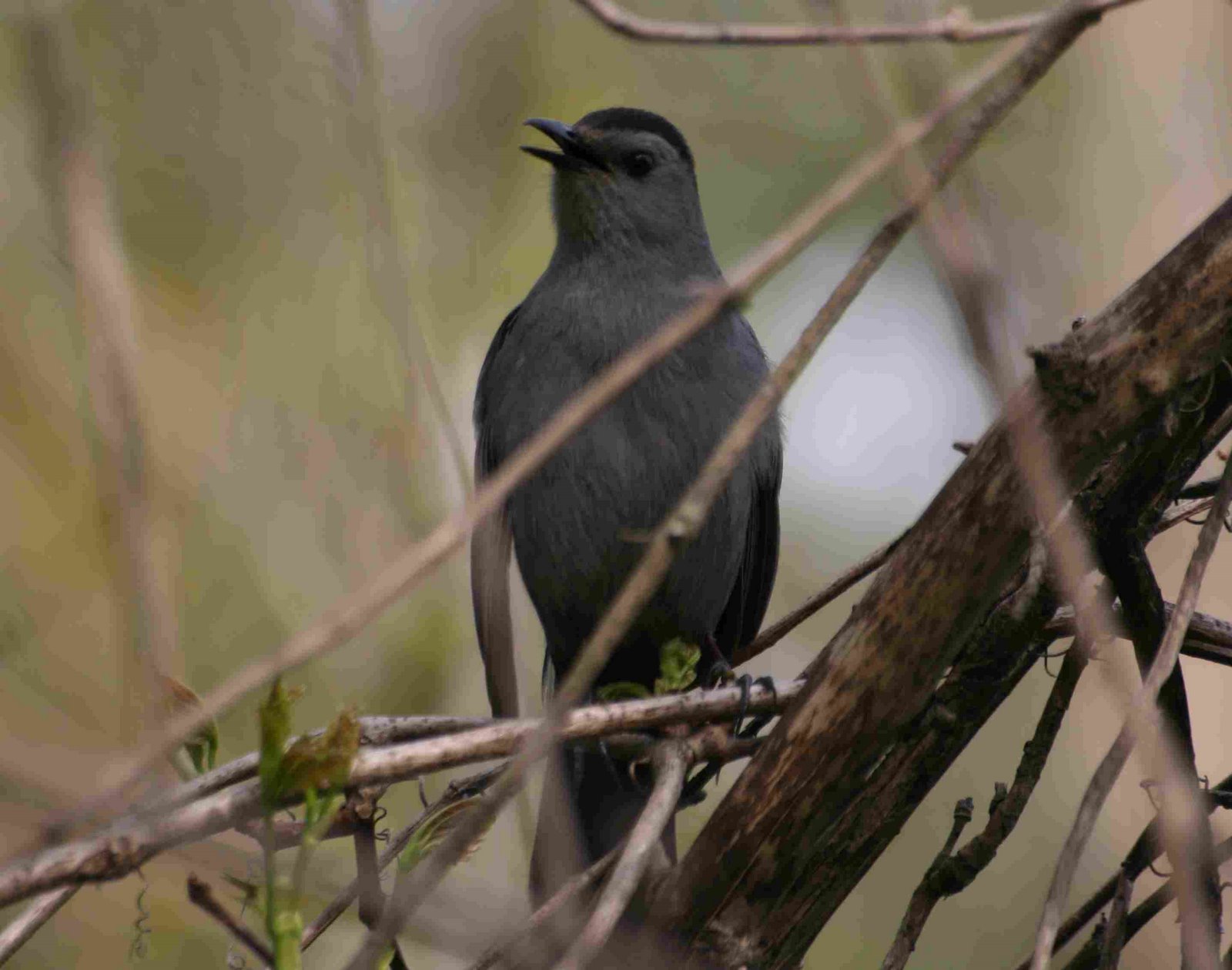 [catbird.jpg]