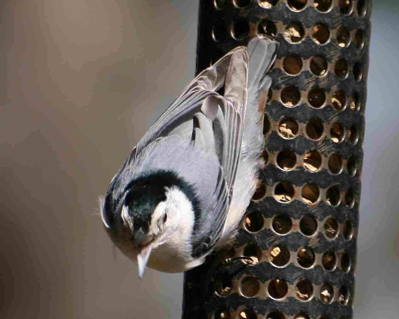 [nuthatch2.jpg]