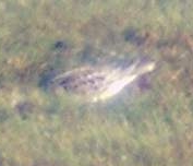 [Calidris4.jpg]