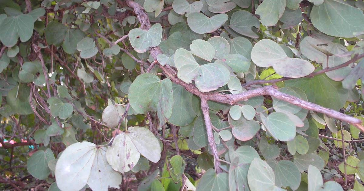 Spice of Life! Apta (Bauhinia racemosa)