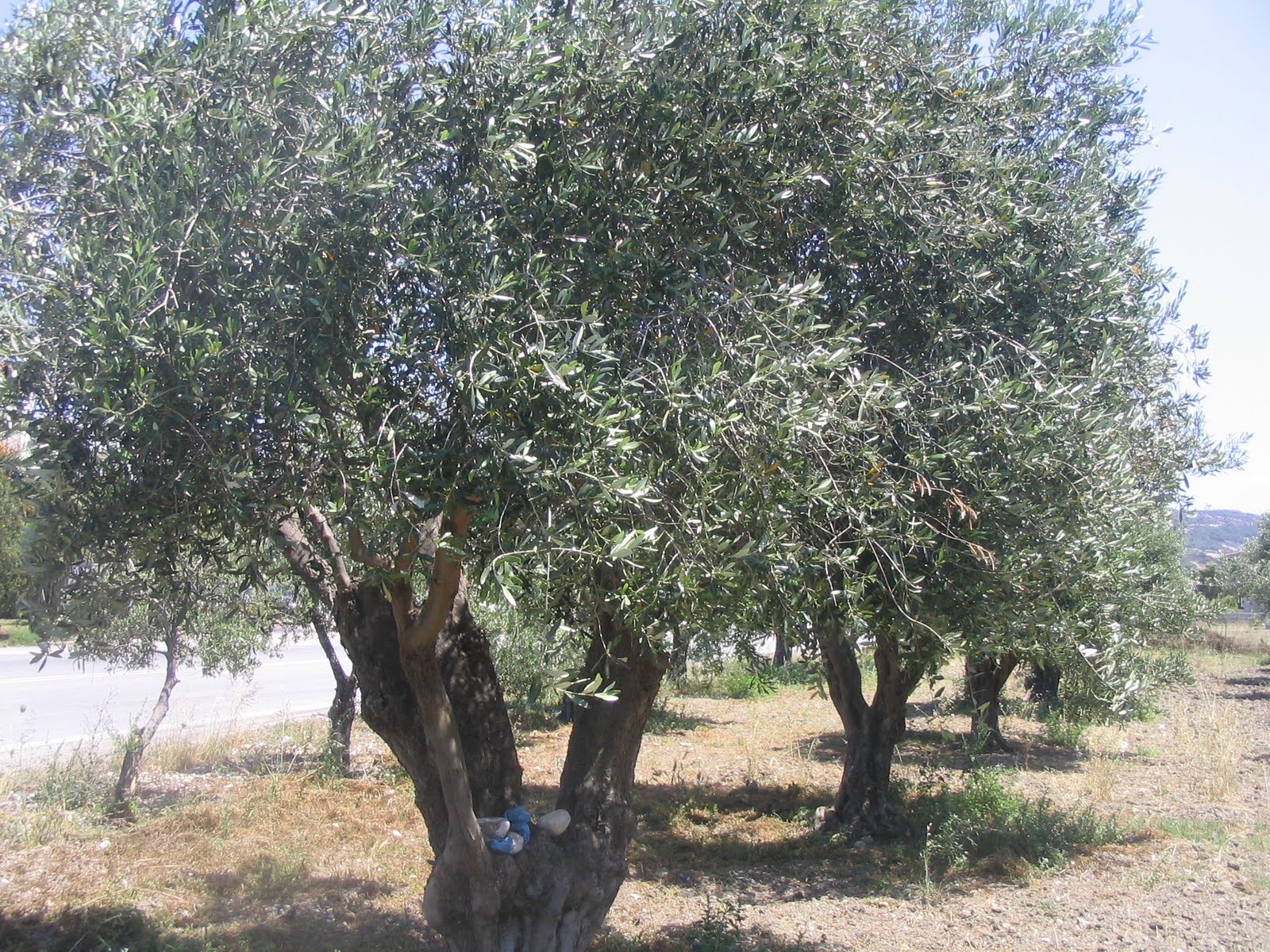 [IMG_0687.JPG]