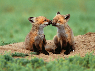 [Image: Fox+kits+_+it+must+be+spring.png]
