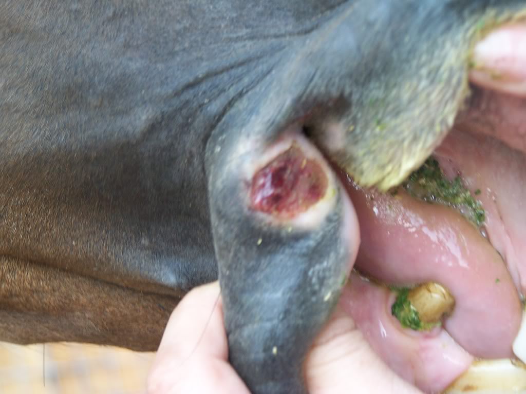 Pictures+of+Horses+Long+Pennis Each of these wounds is a "summer sore" located in different areas of ...