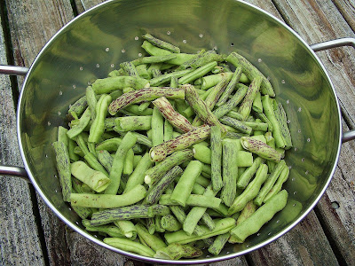 Sage Trifle: Rattlesnake Beans