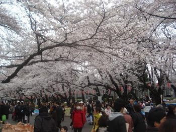 Cherry Blossoms