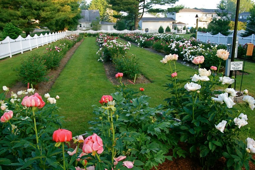 Conrad Art Glass & Gardens Sisson's Peony Gardens