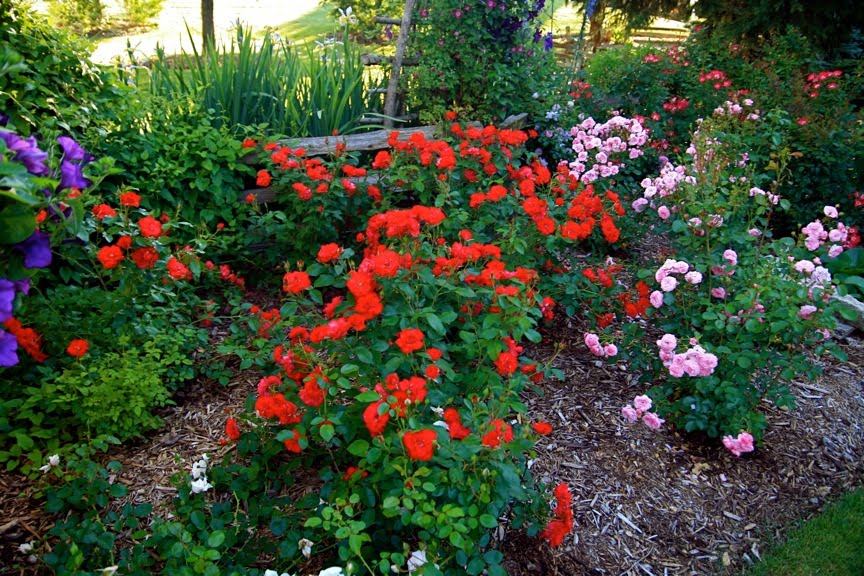 Quel Rosier What S The Name Of This Rose Magical Garden