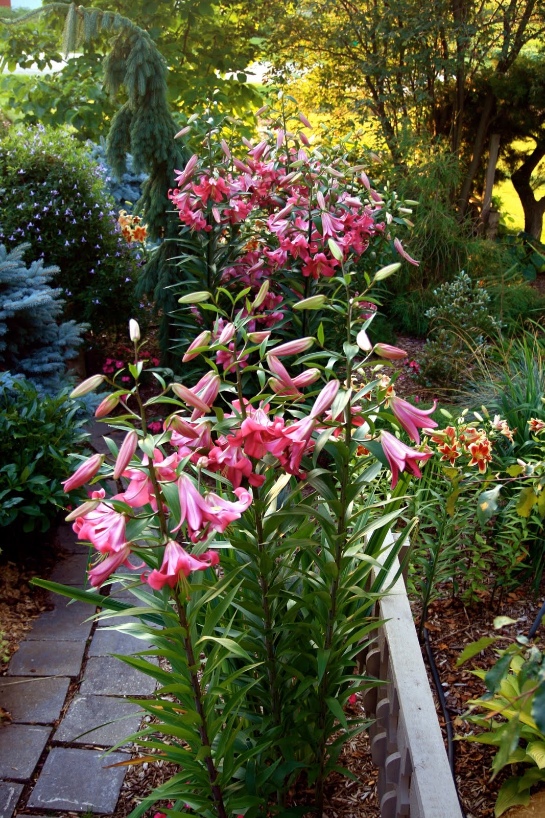 Conrad Art Glass & Gardens The Cottage Garden in July...