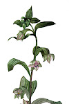 Epipactis cretica