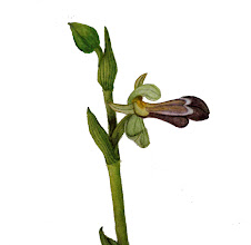 Ophrys