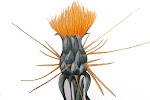Centaurea ideaum