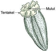 Eska Punya Cerita Yuk Berkenalan Dengan Mentimun Laut