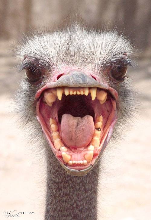 a emu