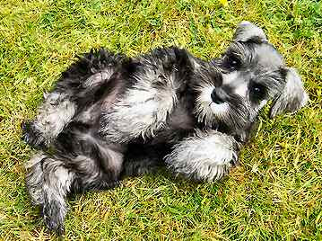 Miniature Schnauzer