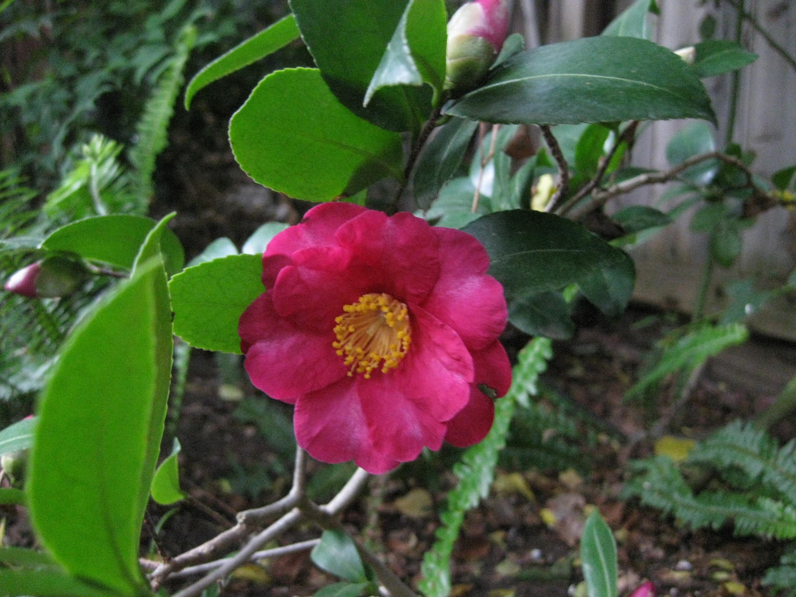 Wild Harvests Highbush Cranberry De Befuddled