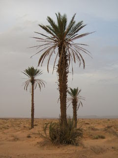 http://2.bp.blogspot.com/__q3hENN8oI8/SC7EsiAPrQI/AAAAAAAAAGE/ODfaPhPMhCE/s320/kurma.jpg