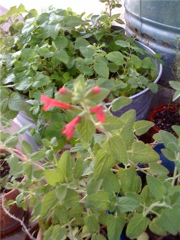 Flowering Shrubs Archives Ramblings From A Desert Garden