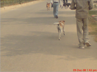 Dogs on Road