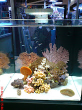 Mini Reef tank