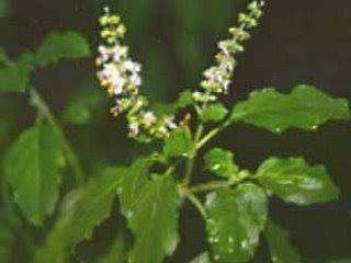 OCIMUM SANCTUM (TULSI)