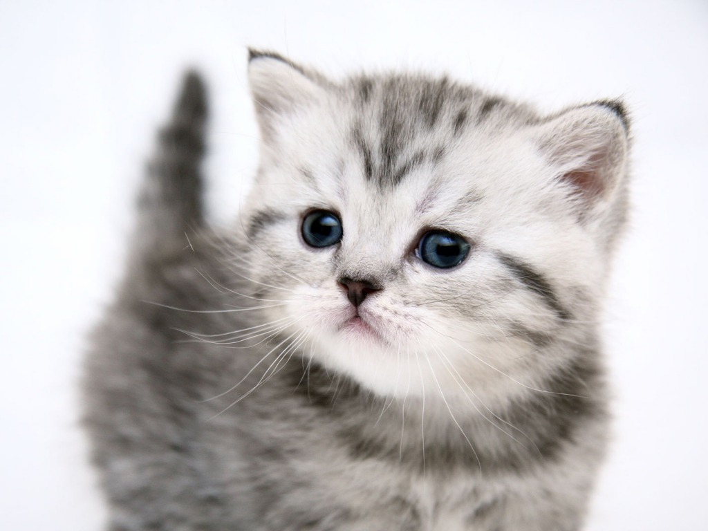 http://2.bp.blogspot.com/__vdw0BH-Zc0/TLw3tlc0HgI/AAAAAAAAAIg/YOKCVmP1t38/s1600/un+dolce+gattino.jpg